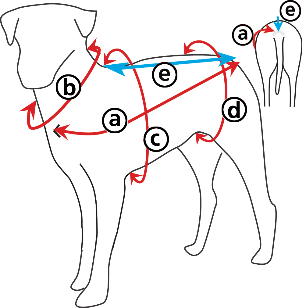 Dog measurement guide showing key measurement points